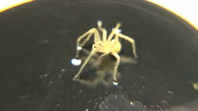 A Small Yellow Spider Cleaning Its Mouth On A Black Mirrored Surface