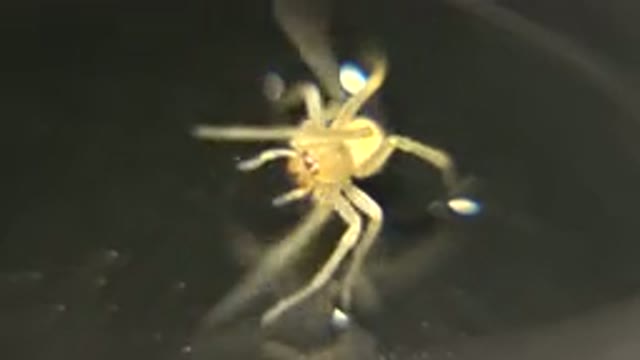 A Little White Spider With Black Eyes Wiggling Its Little Hair Legs