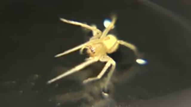 A Spider Standing On A Surface Appears To Be Eating Something