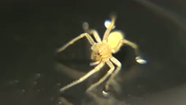 Closeup Video Of A Small White Spider Eating Its Food Slowly