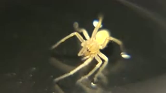 Small Insect Possibly A Parasite Bed Bug