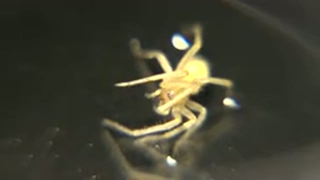 Spider Cleans Fangs