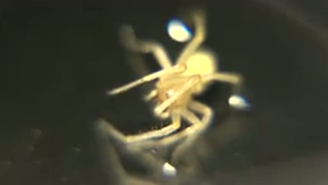 Close Up Video Of A Very Small Spider Like Creature That Is Glowing In Color