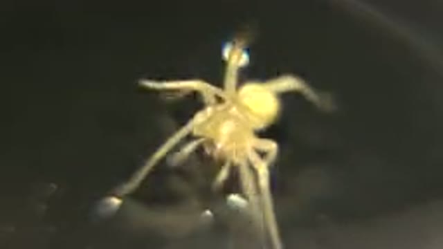 Brown And Yellow Spider Walking On A Smooth Surface