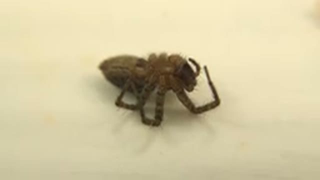 Dead Brown Spider Laying Belly-Up On A White Sheet