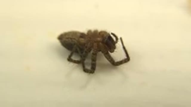 Video Of A Large Dead Spider On A White Tabletop