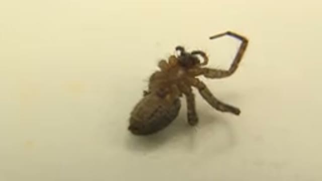 A Spider Of A Very Rare Species With A Hairy Body And Different Legs