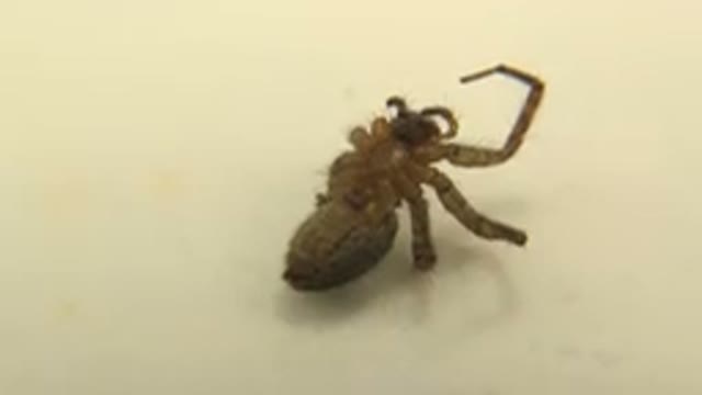 Brown Spider Awaiting Its Prey