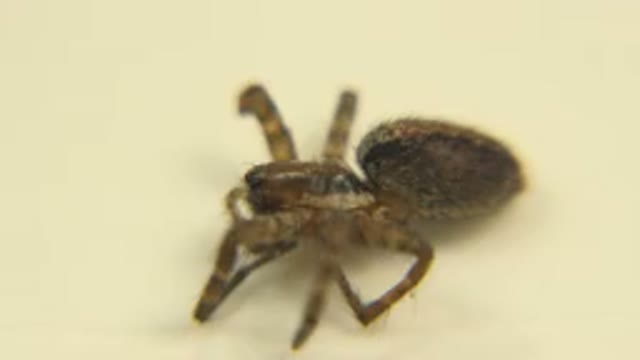 Close Up Video Of A Non Moving Spider On A Yellow Surface