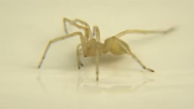 A Species That Is Standing On The Wall Or Desk