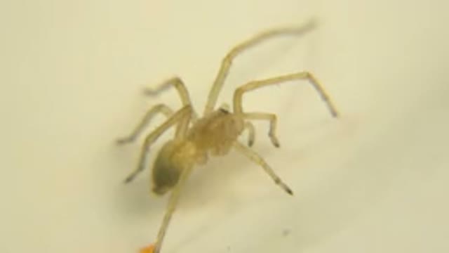 2014: Zoomed Image Video Of A Spider Stopped In A White Surface Whiteout Another Bugs