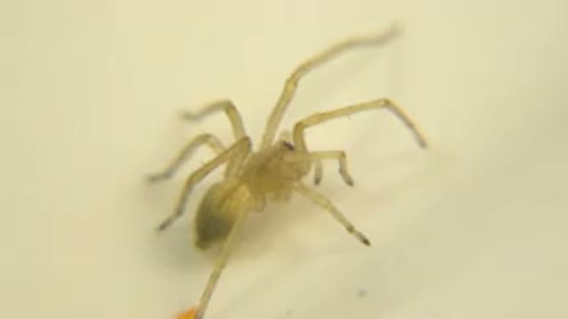 Video of A White Spider