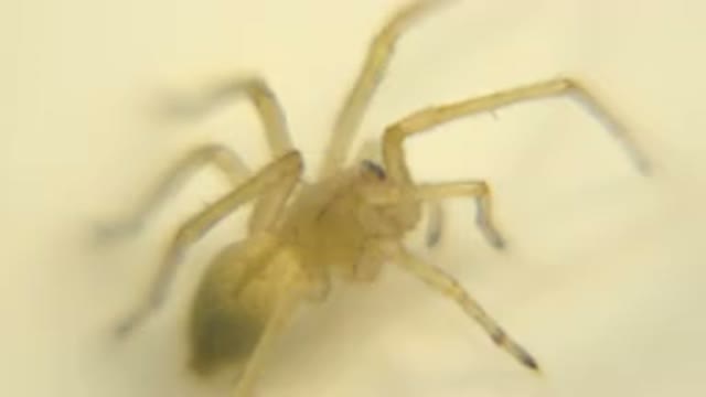 A Scary Spider Walking Across A Floor Looking To Get Some Food