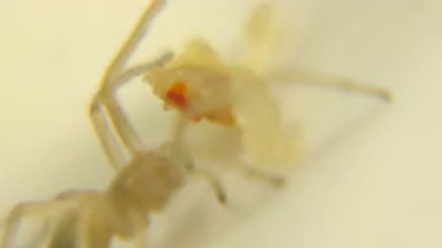 A Small Species Which Is Like Spider Has Been Moving