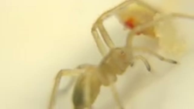 Yellowish Spider With Gray Abdomen Walking Passing Over Her Food