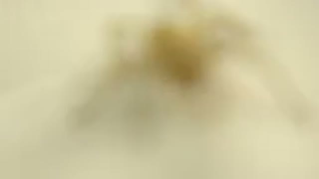 Closeup Video Of A Small White Spider Eating Its Food Slowly Without Focus