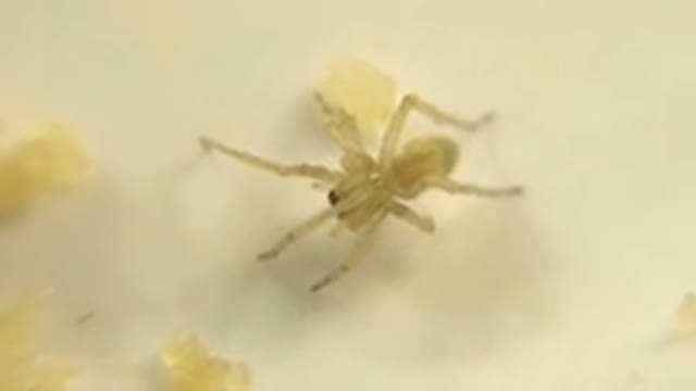 Insect Animal Zoo Spider Big Ground Live Wild Dead Little