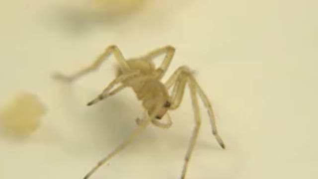 A Little Insect Is Standing Still On A White Surface Looking At An Object
