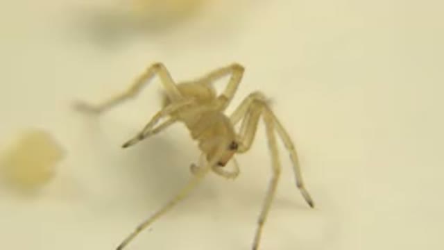 View Of A Small White Spider On A White Surface