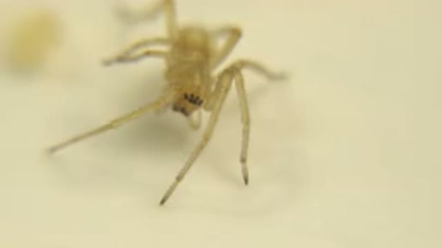 A Small Yellow Spider Standing Looking Straight Ahead On A Yellow Surface