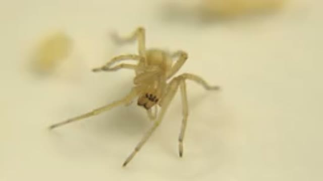 Yellow Spider Stands Motionless And Does Nothing