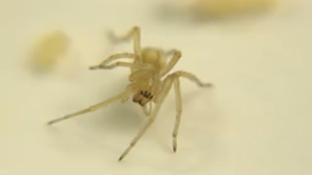 Close Up View Of Gold Colored Insect On Light Colored Background