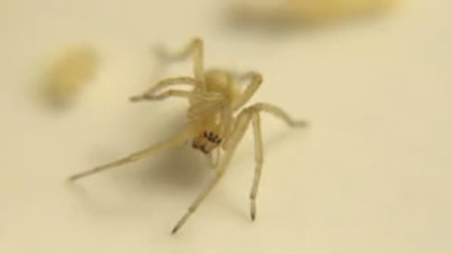 Scary Spider Being Video Recorded And What Looks Like A Finger Getting In The