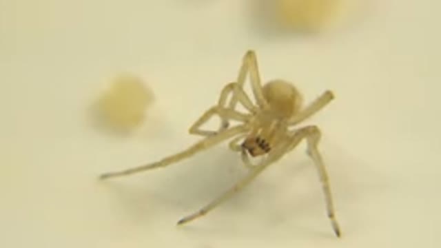 Tiny Spider Like Creature That Is Not Moving