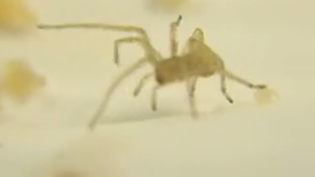 Video Of A Spider Prancing Around Its Food That It Has Gathered