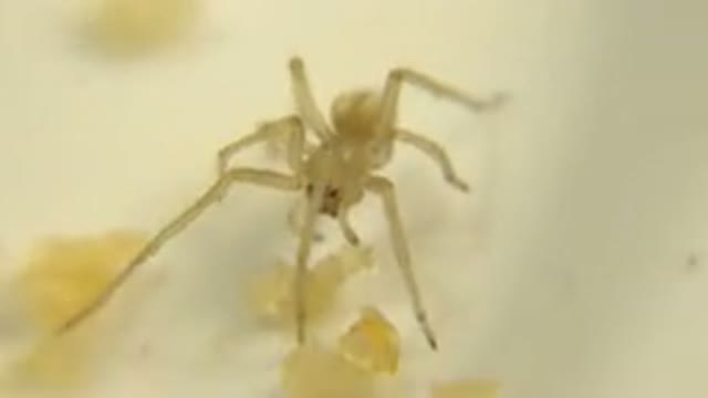 Video Close Up Of A Spider Eating Bits And Sweet Food