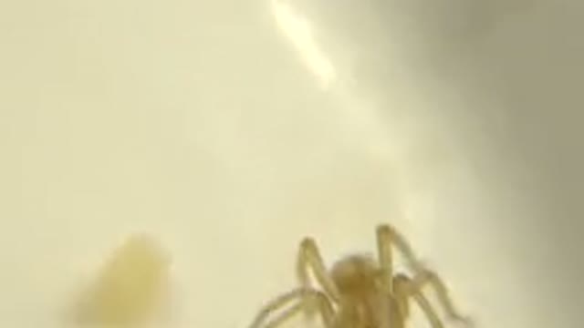 Shaky Footage Of A Small Yellow Spider With Food Around It