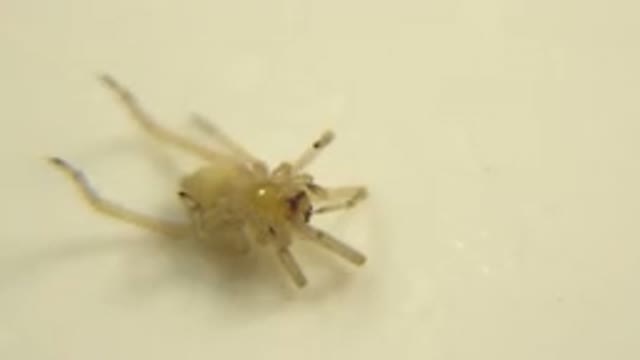 A Small Bug That Looks Like A Spider Lying On Its Back
