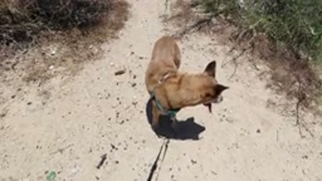 SAN JOSE DEL CABO MEXICO-2020: Dog Bites Leash Because He Doesn't Want To Leave