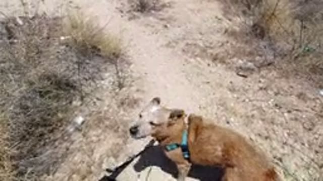 SAN JOSE DEL CABO MEXICO-2020: Dog Walking With Leash On Dirt Road Near Run-Down