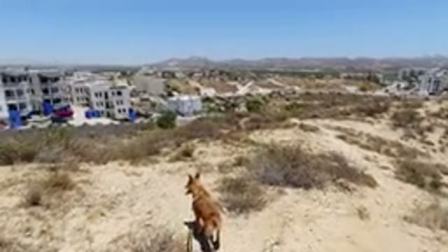 SAN JOSE DEL CABO MEXICO-2020: Person Walking German Pastor In The Desert Near