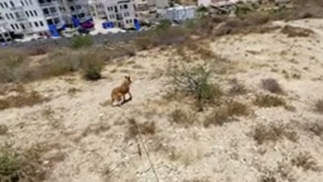 SAN JOSE DEL CABO MEXICO-2020: Video Of A Man Walking His Dog In A Tropical