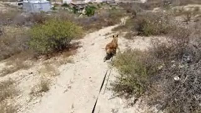 SAN JOSE DEL CABO MEXICO-2020: A Man Holding A Dog With The Rope Walking On The