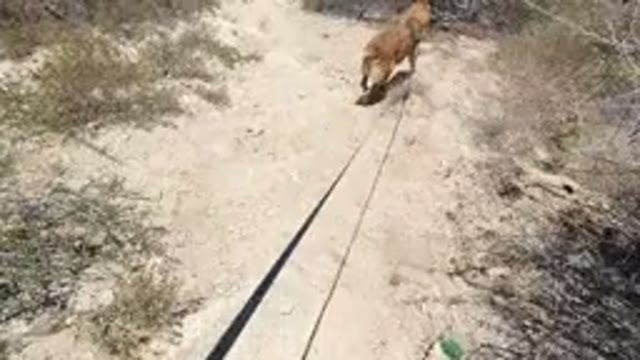 SAN JOSE DEL CABO MEXICO-2020: Dog On A Long Leash Hiking Through Dry Hills