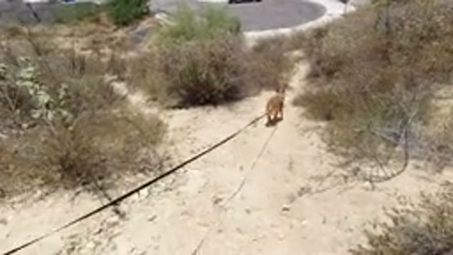 SAN JOSE DEL CABO MEXICO-2020: Animal Life With A Lot Of Curiosity As Well