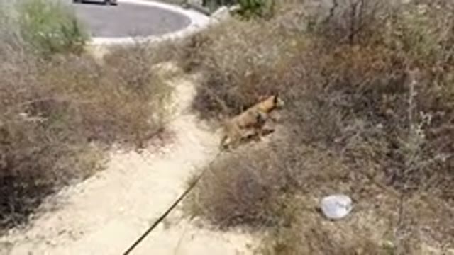 SAN JOSE DEL CABO MEXICO-2020: A Little Dog Is On A Leash Walking Through The Woods