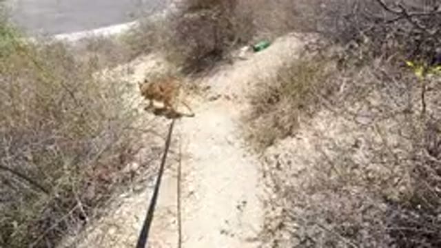 SAN JOSE DEL CABO MEXICO-2020: Someone Walking Their Small Cute Dog Along A Dirt Path