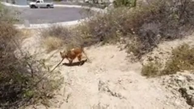 SAN JOSE DEL CABO MEXICO-2020: Dog Owner Walking Dog on Leash in Residential Area