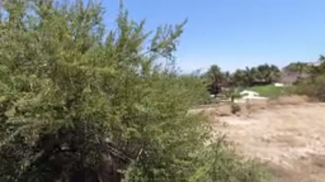 SAN JOSE DEL CABO MEXICO-2020: A Man Walks With a Dog Along a Dry Road