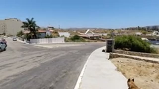 SAN JOSE DEL CABO MEXICO-2020: A Dog Walking Through a Sunny Neighborhood