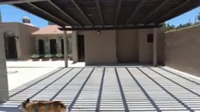SAN JOSE DEL CABO MEXICO-2020: Medium Size Dog Walking On A Leash In The