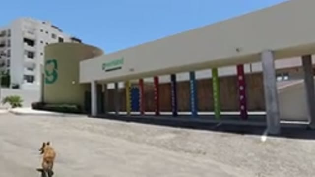 SAN JOSE DEL CABO MEXICO-2020: A Dog Walking Down A Parking Lot In Front Of A