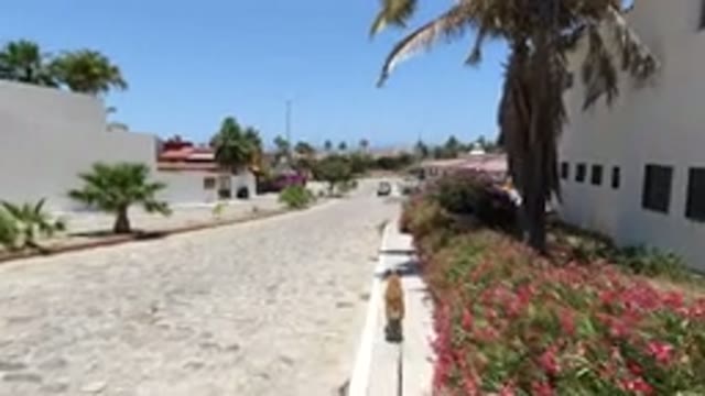 SAN JOSE DEL CABO MEXICO-2020: Walking Dog On Beautiful Street