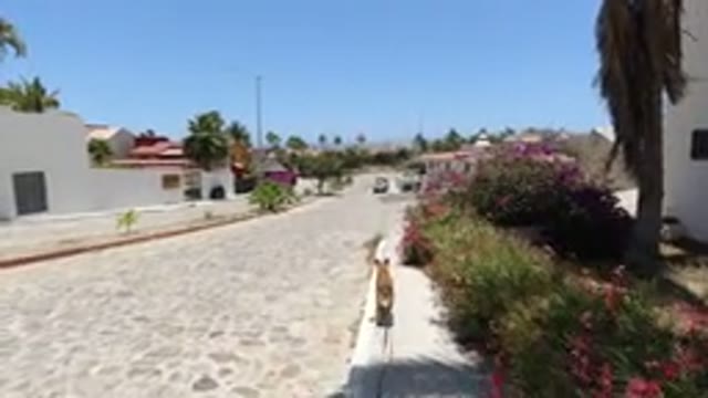 SAN JOSE DEL CABO MEXICO-2020: Dog On A Leash Walking In A Neighborhood