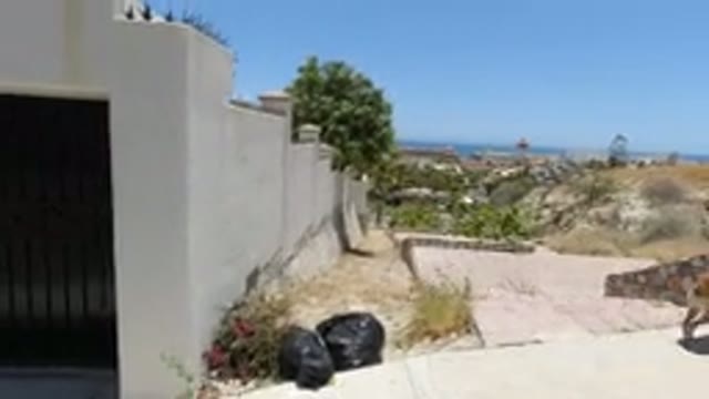 SAN JOSE DEL CABO MEXICO-2020: Walking The Dog While Taking In The Great View