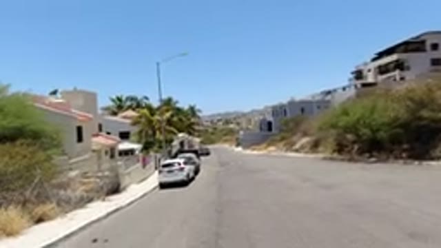 SAN JOSE DEL CABO MEXICO-2020: Calm Dog Walks on Sunny Street Near Trees